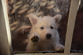小狗,寵物,動物