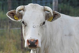 牛,牛肉,牧場