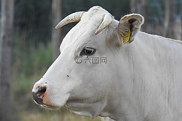 牛,牛肉,牧場