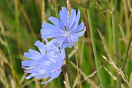 菊苣,藍(lán)色,鮮花