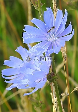 菊苣,藍(lán)色,鮮花