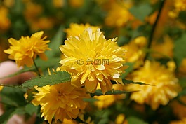 鮮花,開(kāi)花,黃色
