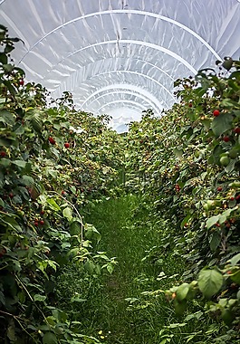 山莓,樹莓場,植物