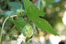 躍點(diǎn),啤酒花,廠
