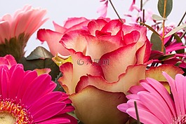 玫瑰,非洲菊,復合材料