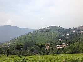 印度,烏蒂,茶園