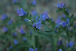 普通 natternkopf,蓝色 natternkopf,echium v​​ulgare
