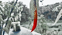紅辣椒,啟動畫面,自然