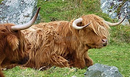 highlandrind,動物,牛