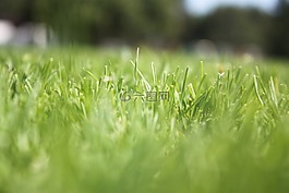 草,宏,佳能