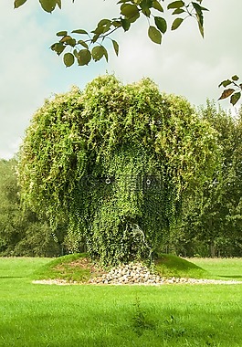 樹,植物,面對