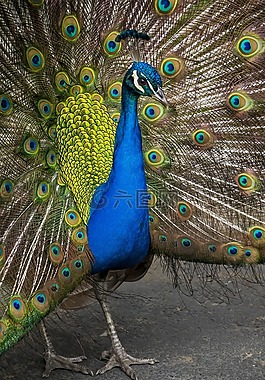 動物,鳥嘴,鳥