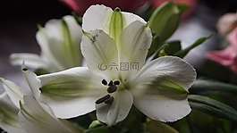 莉莉,花卉,白