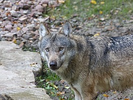 狼,性質(zhì),野生動物