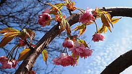 开花,李属,弧