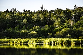 森林,岛,湖