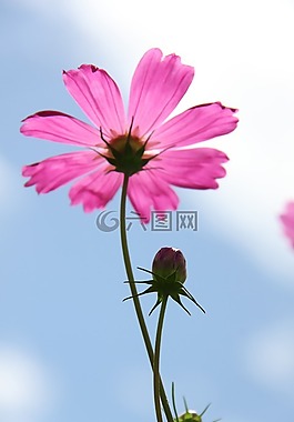 宇宙,粉红色,花
