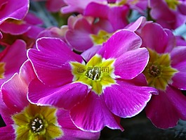 花,羅莎,報(bào)春花