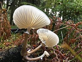 菌類,蘑菇,森林