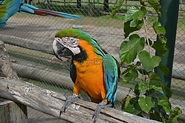鳥,性質(zhì),動物園