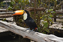鳥,性質(zhì),動物園
