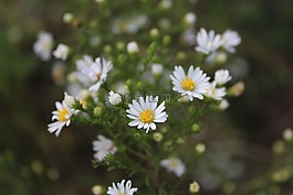 自然,花,植物區(qū)系