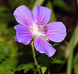 storchschnabel,开花,花