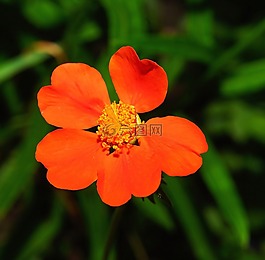 開花,廠,野草莓