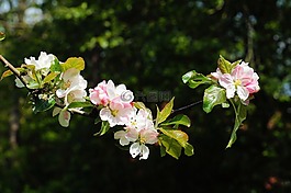 蘋果樹,春天,鮮花