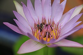 蜜蜂,蓮花,花