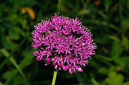 開花,花,紫
