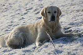 狗,雪,關注