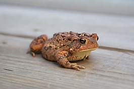 蟾蜍,自然,野生