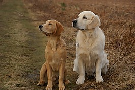 金毛獵犬,狗,寵物