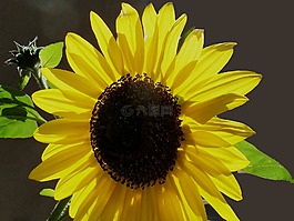太陽花,秋季,黃色