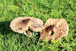蘑菇,布朗,秋季