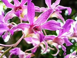 蘭花,鮮花,紫色