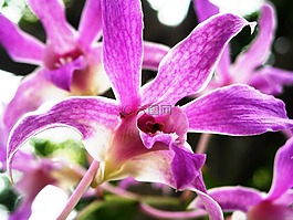 蘭花,鮮花,紫色