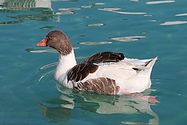鴨,海洋,鳥(niǎo)