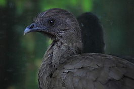 chachalaca,墨西哥,ave