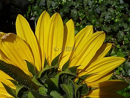 太陽(yáng)花,秋季,黃色