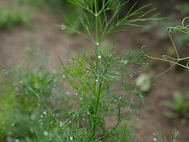 蒔蘿,雨后,雨滴