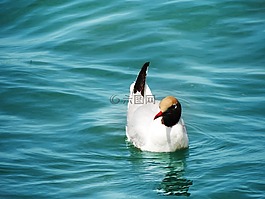 海鷗,鳥,水