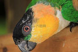 鸚鵡,那家伙,美麗