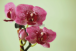 蘭花,熱帶,異國情調(diào)