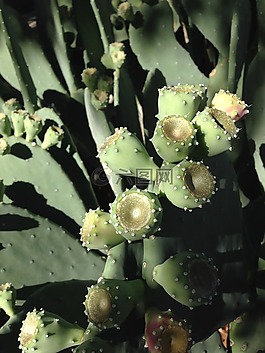 仙人掌,花椒梨,新墨西哥州
