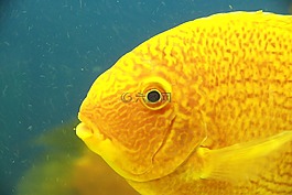黃金severum,tsihlazomy severum,鐵餅假