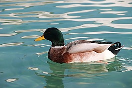 鴨,海洋,鳥(niǎo)