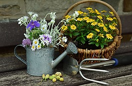 鮮花,花園,靜物