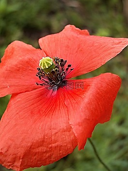紅色的雜草,紅,花